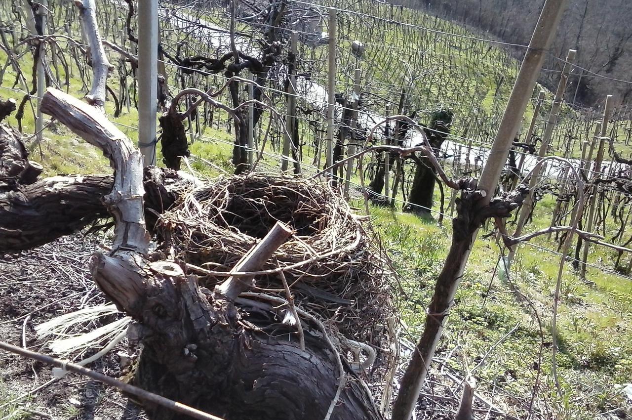 Azienda Agricola Campion Valdobbiadene Exteriör bild